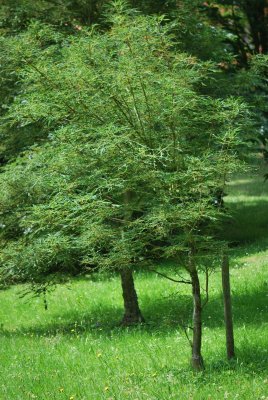 Aesculus hippocastanum 'Laciniata' - jírovec koňský (maďal) - letní habitus (40)